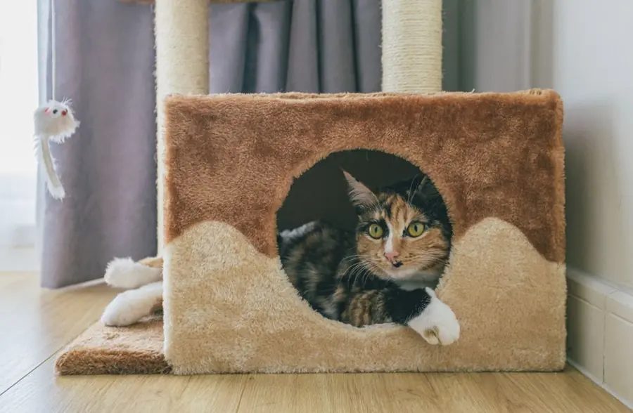 Cat resting in a cozy cat house